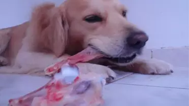 Kurban'da çöpe sakatat atmayın!