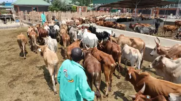 Türkiye Diyanet Vakfı, Uganda'daki 1 milyon 200 bin kişiye kurban eti ulaştıracak