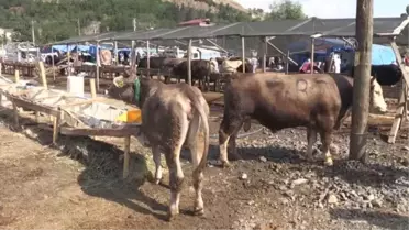 Kurban Bayramı'nın ilk gününde hayvan pazarında yoğunluk
