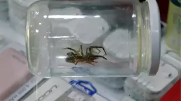 YAKALAYIP, KAVANOZA KOYDUĞU 'SARIKIZ' ÖRÜMCEĞİNE İŞ YERİNDE BAKIYOR