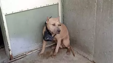 Pitbullun saldırdığı 2 kişi yaralandı