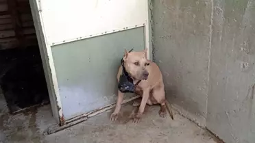 AFYONKARAHİSAR - Pitbull cinsi köpeğin saldırısına uğrayan 2 kişi yaralandı