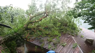 Giresun'da yağış nedeniyle devrilen ağaç eve zarar verdi