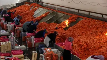 Konya'da üretilen havuçlar dünya pazarlarına gönderiliyor