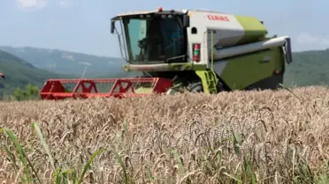 İzmit Belediyesi Nusrat buğday tohumlarını dağıtmaya başlıyor