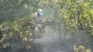 Bingöl'de ormanlık alanda çıkan yangın söndürüldü