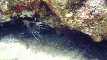 Kıyıdan 5 metre açıkta, 1 metre derinlikte zehirli aslan balığı