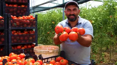 Amasya'da domates, üreticisini sevindirdi