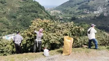 ORDU'DA FINDIK ÜRETİCİLERİ BAHÇEYE ERKEN GİRDİ
