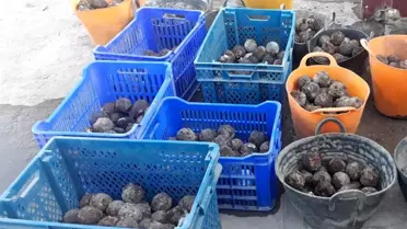 Son dakika haberi... Diyarbakır'da Osmanlı dönemine ait çok sayıda bomba bulundu