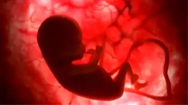 Memeliler Doğumdan Önce Görmedikleri Dünya'yı Rüyada Görebiliyor!