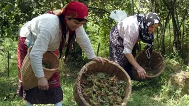 Üreticiler, dört gözle Cumhurbaşkanı Erdoğan'ın fındık taban fiyatını açıklamasını bekliyor