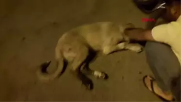 YARDIM ETMEK İSTEDİĞİ KÖPEĞİN ISIRDIĞI ÇOCUĞUN BACAĞINA 10 DİKİŞ ATILDI