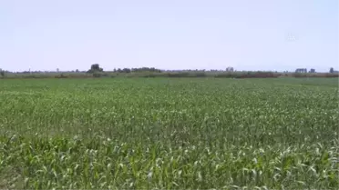 Karacabey Ovası'nda hasat yapan işçilere Kovid-19 aşıları tarlada yapıldı