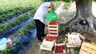 Batman'da çilek üretimi göçü tersine çevirdi