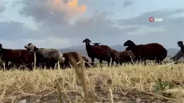 Öksüz kalan kuzun sahibiyle duygulandıran bağı