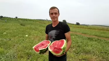 Üniversite öğrencisinin yetiştirdiği organik karpuzlara büyük talep