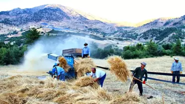 Göksun'da ekinler biçilmeye başladı