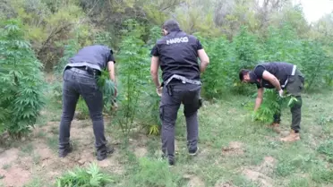 Yozgat'ta devlet arazisine ekilen hint kenevirleri imha edildi