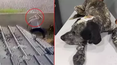 Civcivlerini kovaladığını söyleyen cani adam sokak köpeği Duman'ı sopayla öldüresiye dövdü