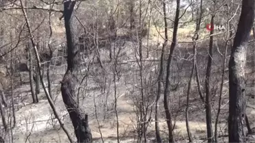Manavgat'ta canı pahasına yangından küçükbaş hayvanlarını kurtardı: 'Keçilerim yansa, vicdan azabından yaşayamazdım'