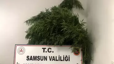 Son dakika haberleri... Baba-oğula Hint keneviri gözaltısı