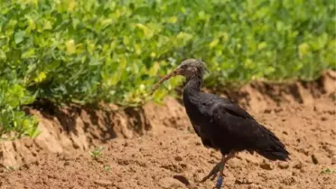 Türkiye'den göçe salınan kelaynak, İsrail'de görüntülendi