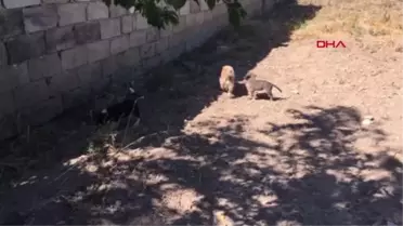 ANNELERİ ÖLEN 6 YAVRU KORUMAYA ALINDI