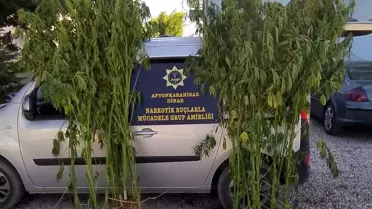 Son dakika haber... Mısır tarlasına kenevir baskınında bir kişi gözaltına alındı