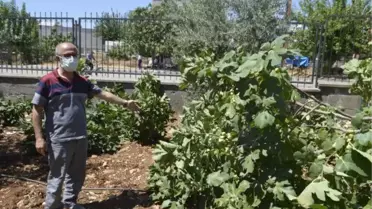 OKUL BAHÇESİNDEKİ İNCİR AĞAÇLARINI KIRDILAR