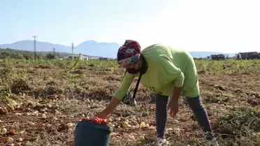 Tarlada kalmadı Bucalı kadınlar kazandı