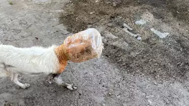 Başı plastik bidona sıkışan köpeği belediye ekipleri kurtardı