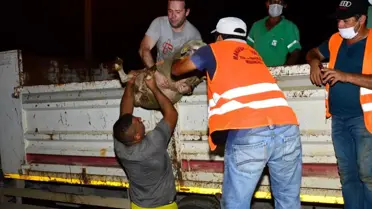Son dakika haberleri! Manavgat Belediyesi'nden, yangınzedelere küçükbaş hayvan desteği