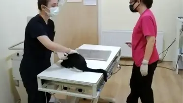 Belediye Başkanı Solak'ın yaralı haldeyken tedavi ettirdiği kediyi Almanya'da bir aile sahiplendi
