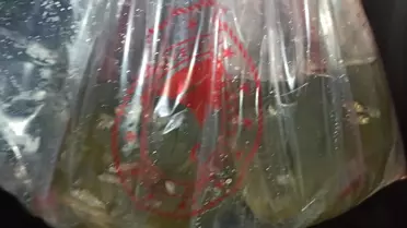 Tokat'ta göletlere 36 bin yavru sazan balığı bırakıldı