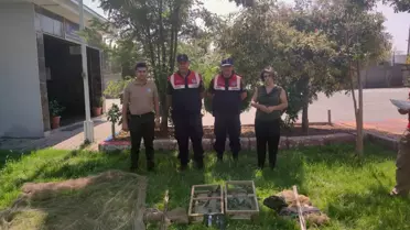 Kahramanmaraş'ta tuzakla saka kuşu avlayan 2 kişiye 43 bin lira ceza