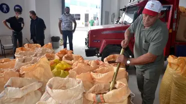 TMO'nun Ordu'da fındık alımı başladı