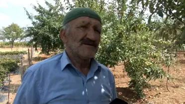 6 yıl önce derede bulduğu elma ağacı kökünden şimdi 5 ton hasat elde ediyor