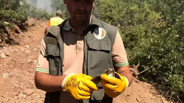 Son Dakika | Tunceli'deki orman yangınları kontrol altına alındı