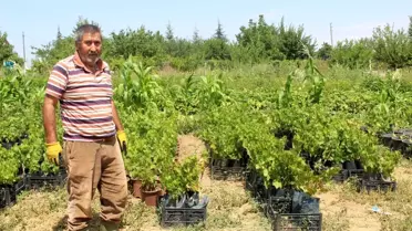 Akyurt'ta hedef ata tohumunu yaygınlaştırmak