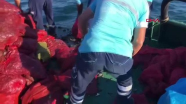 BAYRAMPAŞA SEBZE VE MEYVE HALİNDE KAÇAK AVLANAN 6 TON MİDYE YAKALANDI