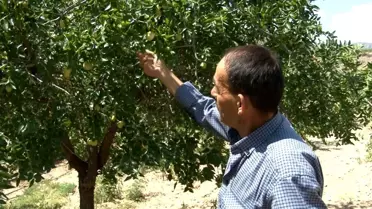 Belediye Başkanı'nın geziden getirdiği hünnap meyvesi, tüm mahallenin geçim kaynağı oldu