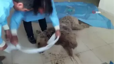 Hakkari'de yaralı halde bulunan boz ayı Van'da tedavi altına alındı