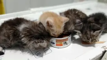 4 kittens found exhausted from hunger are under the care