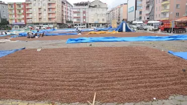 Espiye'de halk pazarı fındık harmanı oldu
