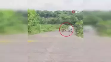 Hindistan'da yolda yürüyen yaşlı adama sırtlan saldırdı
