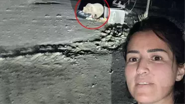 Bozayının 10 metre yakınına gidip selfie çekildi! Karslı otel yöneticisi, ayıya ''Bebiş'' adını vermiş