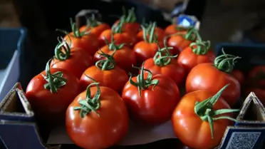 Seralarda yetişen domates ve biber 45 ülkede sofralara taşınıyor (2)