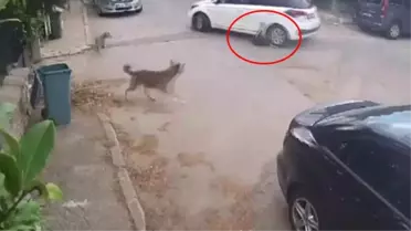 Pes dedirten korkunç olay: Köpeği ezip, hiçbir şey olmamış gibi yoluna devam etti