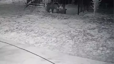 Ayı bahçeye girip, fasulyeleri yedi; o anlar kamerada